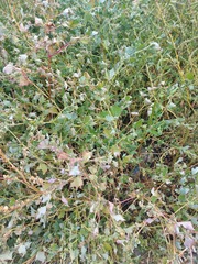 Atriplex sibirica