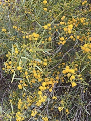 Acacia ligulata