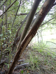 Odocoileus hemionus columbianus