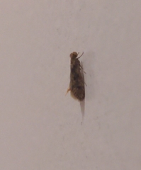 Tineinae
