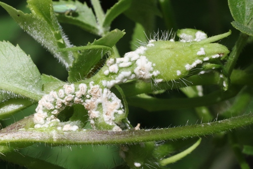 Albugo ipomoeae-pes-caprae observed 2022-09-04