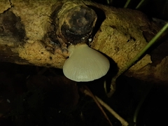 Crepidotus
