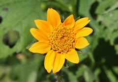 Tithonia thurberi