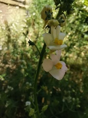 Nemesia fruticans