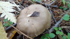 Tricholoma