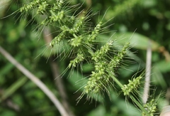 Setaria scheelei