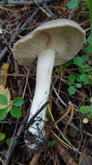 Tricholoma