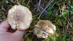 Tricholoma equestre