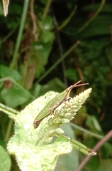 Pyrgomorphidae