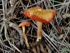 Chalciporus pseudorubinellus