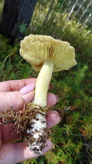 Tricholoma equestre