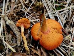 Chalciporus pseudorubinellus