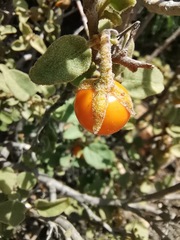 Solanum tomentosum