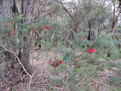 Melaleuca quadrifida