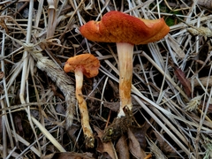 Chalciporus pseudorubinellus