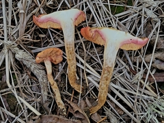 Chalciporus pseudorubinellus