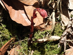 Monotropa coccinea