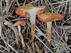 Chalciporus pseudorubinellus