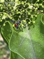 Euaspis polynesia