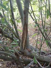 Odocoileus hemionus columbianus