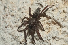 Gnaphosidae