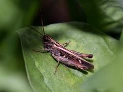 Omocestus rufipes