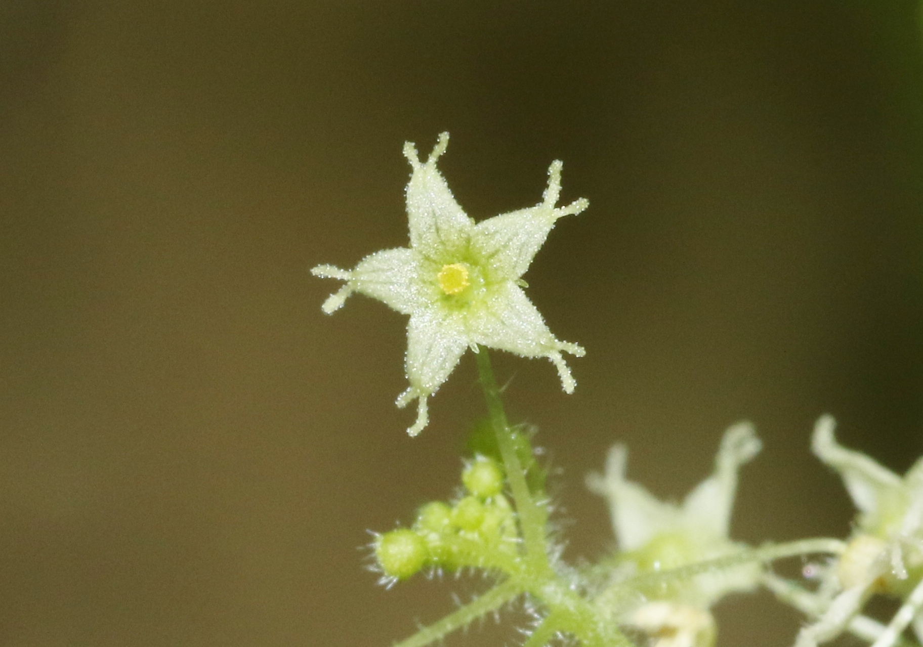 Sicyosperma gracile
