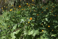 Tithonia thurberi
