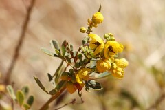 Senna artemisioides alicia
