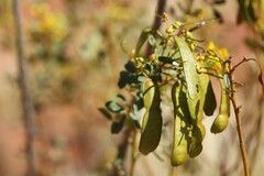 Senna artemisioides alicia