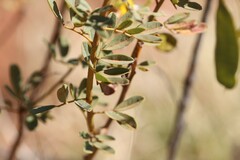 Senna artemisioides alicia