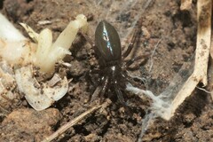 Gnaphosidae