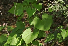 Ipomoea hederifolia