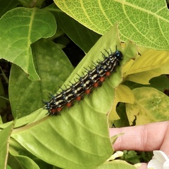 Doleschallia bisaltide