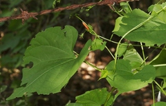 Ipomoea hederifolia