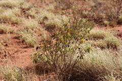 Senna artemisioides alicia