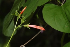 Ipomoea hederifolia