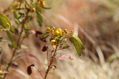 Senna artemisioides alicia