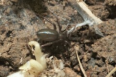 Gnaphosidae