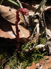 Monotropa coccinea