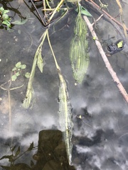 Potamogeton × angustifolius