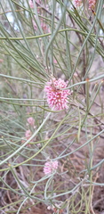 Grevillea hakeoides