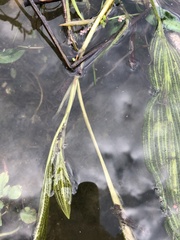 Potamogeton × angustifolius