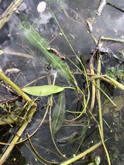 Potamogeton × angustifolius
