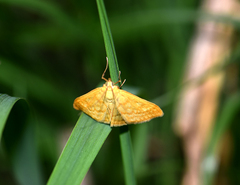 Sitochroa verticalis