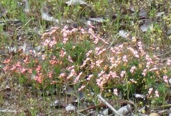 Stylidium recurvum