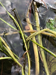 Potamogeton × angustifolius