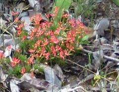 Stylidium recurvum