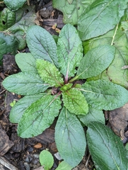 Salvia lyrata