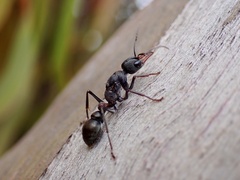 Myrmecia